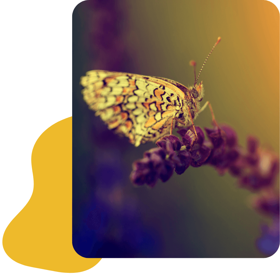 Transforming Midlife program, butterfly, purpose, transformation. Purpose, meaning and direction with Midlife Crossroads Academy - without the midlife crisis.