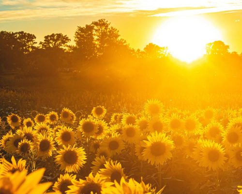 Sunflowers, community, Purpose, meaning and direction with Midlife Crossroads Academy - without the midlife crisis.